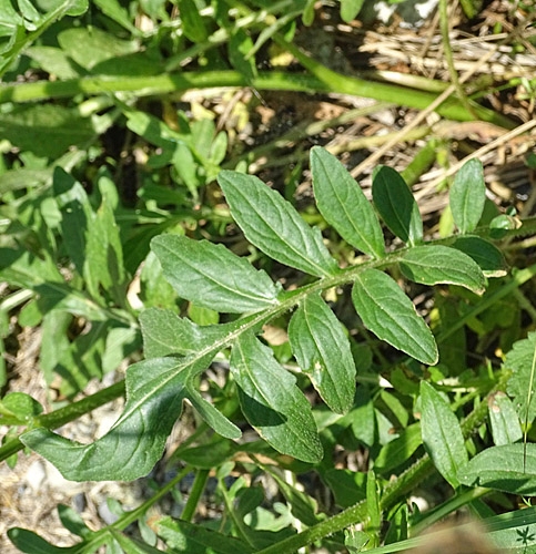 Pflanzenbild gross Alpen-Skabiosen-Flockenblume - Centaurea scabiosa subsp. alpestris