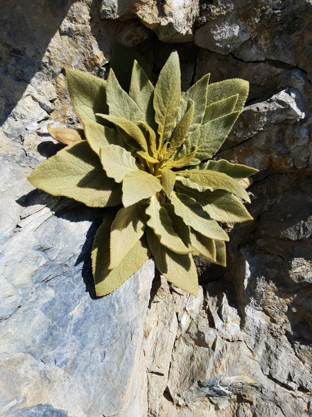 Pflanzenbild gross Dickblättrige Kleinblütige Königskerze - Verbascum thapsus subsp. montanum