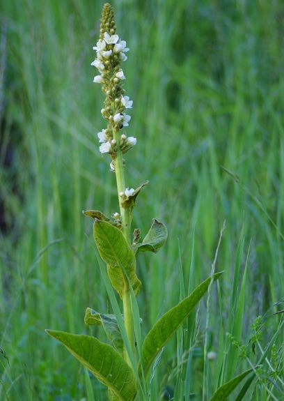 Pflanzenbild gross Dickblättrige Kleinblütige Königskerze - Verbascum thapsus subsp. montanum