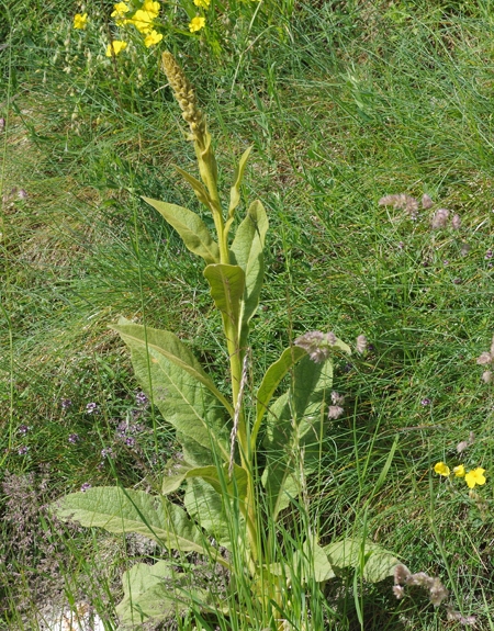 Pflanzenbild gross Dickblättrige Kleinblütige Königskerze - Verbascum thapsus subsp. montanum