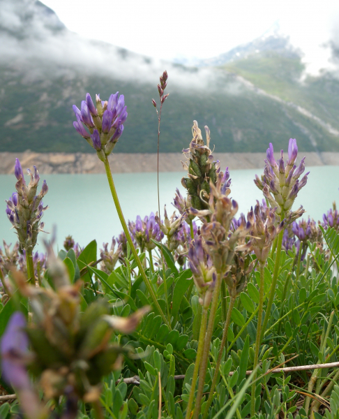 Pflanzenbild gross Tiroler Tragant - Astragalus leontinus