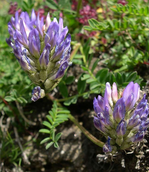 Pflanzenbild gross Tiroler Tragant - Astragalus leontinus