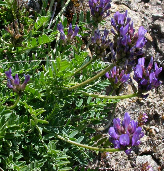 Pflanzenbild gross Tiroler Tragant - Astragalus leontinus