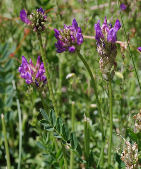 Pflanzenbild gross Tiroler Tragant - Astragalus leontinus