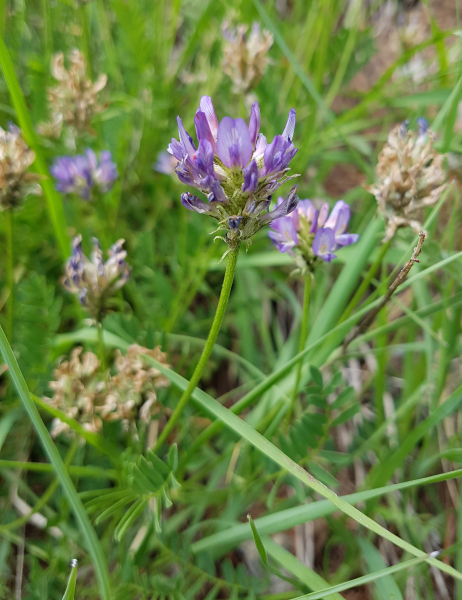 Pflanzenbild gross Tiroler Tragant - Astragalus leontinus