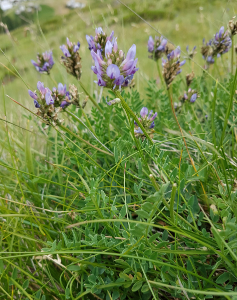 Pflanzenbild gross Tiroler Tragant - Astragalus leontinus
