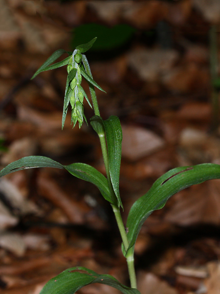 Pflanzenbild gross Müllers Breitblättrige Stendelwurz - Epipactis muelleri