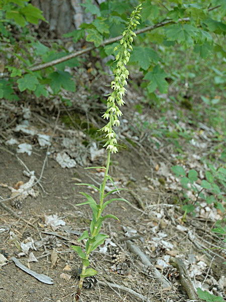 Pflanzenbild gross Müllers Breitblättrige Stendelwurz - Epipactis muelleri