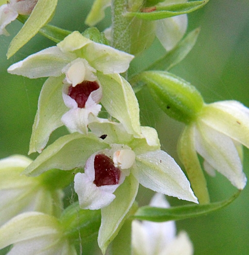 Pflanzenbild gross Müllers Breitblättrige Stendelwurz - Epipactis muelleri