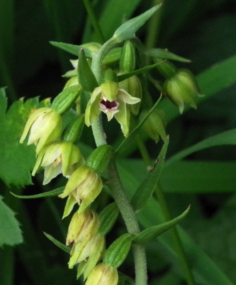 Pflanzenbild gross Müllers Breitblättrige Stendelwurz - Epipactis muelleri