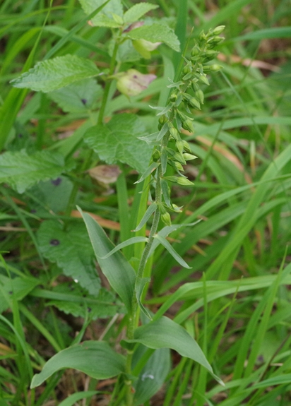 Pflanzenbild gross Müllers Breitblättrige Stendelwurz - Epipactis muelleri