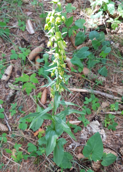 Pflanzenbild gross Müllers Breitblättrige Stendelwurz - Epipactis muelleri