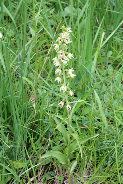Pflanzenbild gross Müllers Breitblättrige Stendelwurz - Epipactis muelleri
