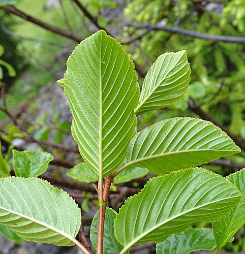 Pflanzenbild gross Alpen-Kreuzdorn - Rhamnus alpina
