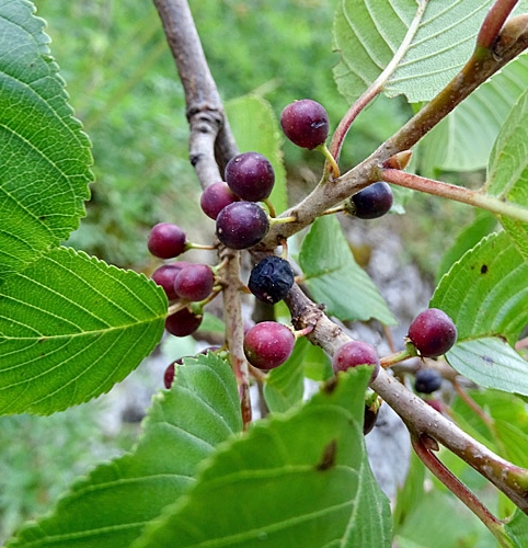 Pflanzenbild gross Alpen-Kreuzdorn - Rhamnus alpina