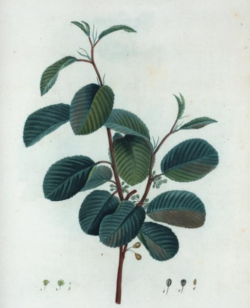 Pflanzenbild gross Alpen-Kreuzdorn - Rhamnus alpina