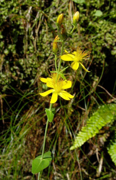 Pflanzenbild gross Schönes Johanniskraut - Hypericum pulchrum