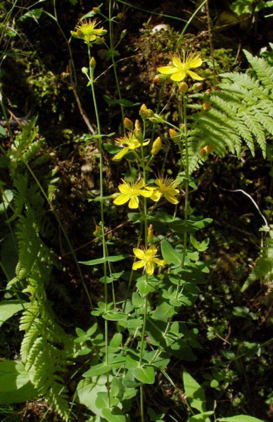 Pflanzenbild gross Schönes Johanniskraut - Hypericum pulchrum