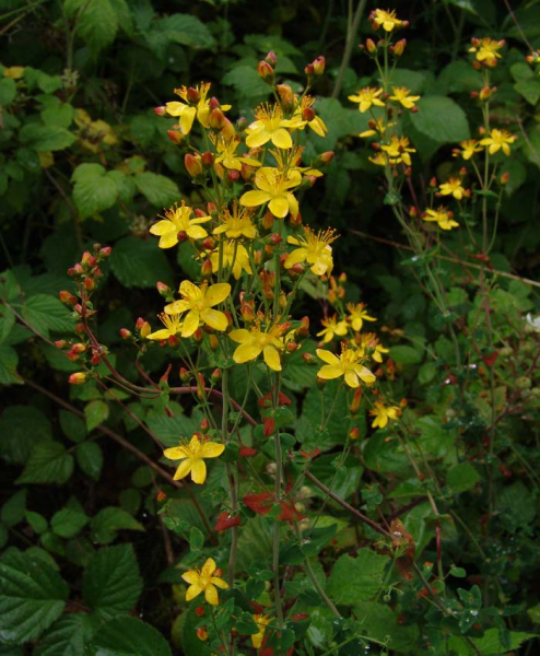 Pflanzenbild gross Schönes Johanniskraut - Hypericum pulchrum