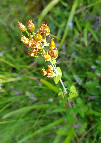 Pflanzenbild gross Schönes Johanniskraut - Hypericum pulchrum
