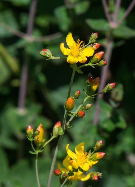 Pflanzenbild gross Schönes Johanniskraut - Hypericum pulchrum