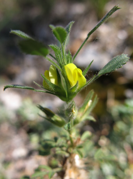Pflanzenbild gross Zierliche Hauhechel - Ononis pusilla