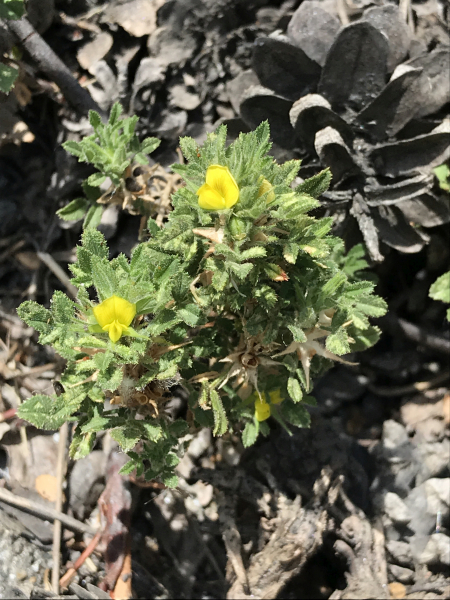 Pflanzenbild gross Zierliche Hauhechel - Ononis pusilla