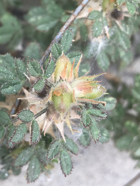 Pflanzenbild gross Zierliche Hauhechel - Ononis pusilla