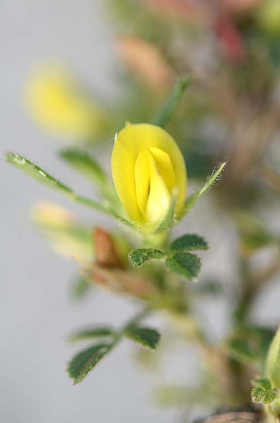 Pflanzenbild gross Zierliche Hauhechel - Ononis pusilla