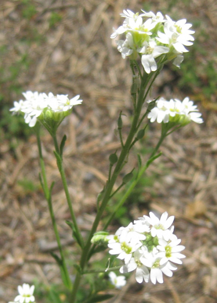 Pflanzenbild gross Graukresse - Berteroa incana
