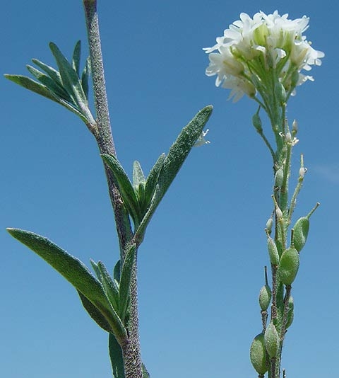 Pflanzenbild gross Graukresse - Berteroa incana