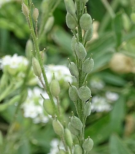 Pflanzenbild gross Graukresse - Berteroa incana