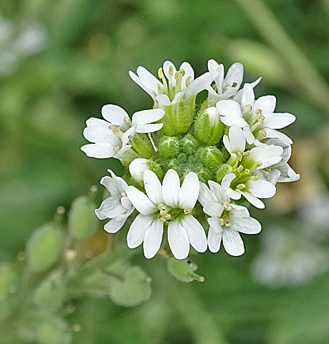 Pflanzenbild gross Graukresse - Berteroa incana