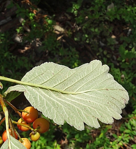 Pflanzenbild gross Berg-Mehlbeerbaum - Sorbus mougeotii