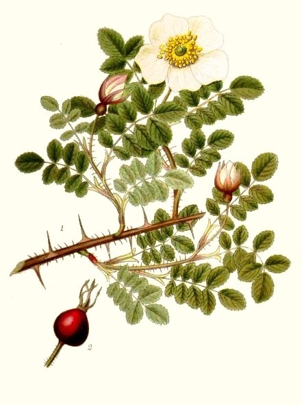 Pflanzenbild gross Reichstachelige Rose - Rosa spinosissima