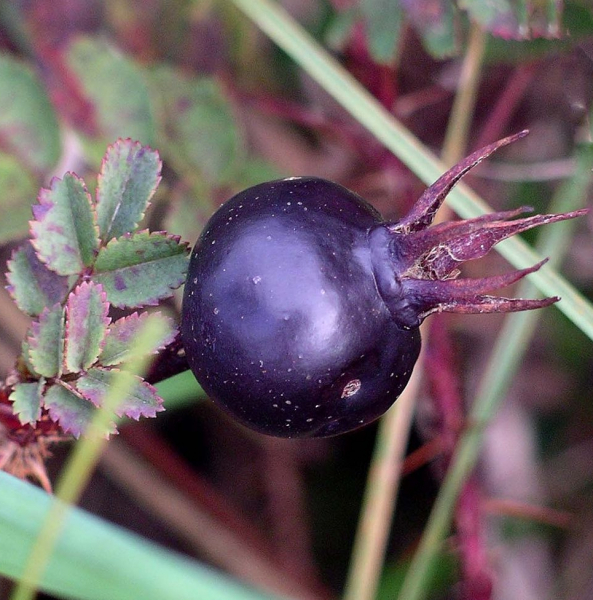 Pflanzenbild gross Reichstachelige Rose - Rosa spinosissima