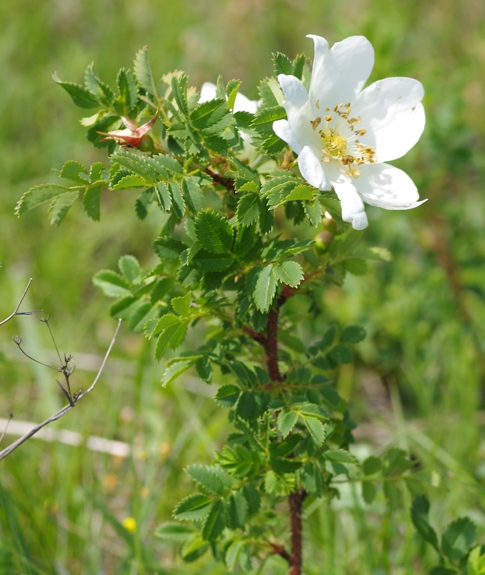 Pflanzenbild gross Reichstachelige Rose - Rosa spinosissima