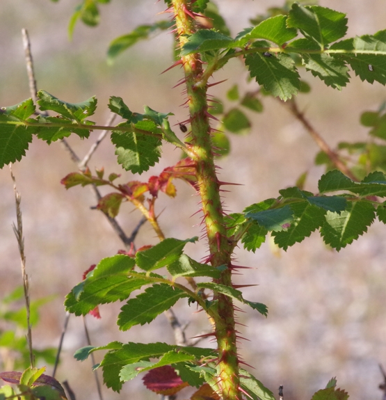 Pflanzenbild gross Reichstachelige Rose - Rosa spinosissima