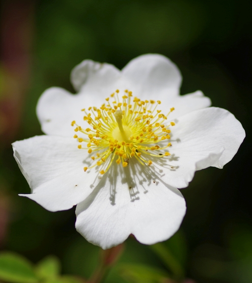 Pflanzenbild gross Feld-Rose - Rosa arvensis