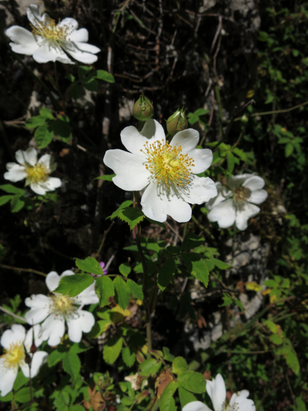 Pflanzenbild gross Feld-Rose - Rosa arvensis