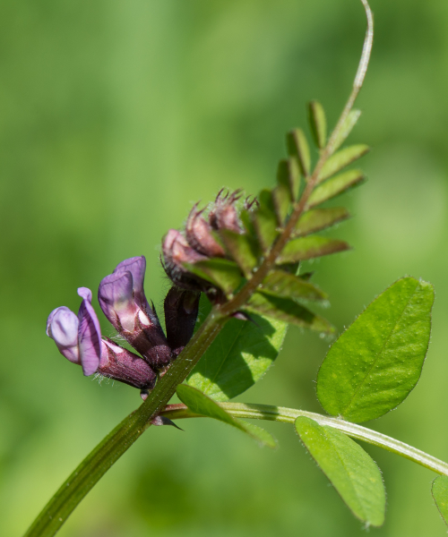 Pflanzenbild gross Zaun-Wicke - Vicia sepium