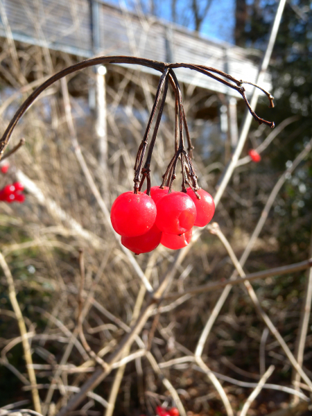Pflanzenbild gross Gemeiner Schneeball - Viburnum opulus