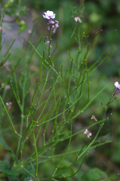Pflanzenbild gross Gemeine Nachtviole - Hesperis matronalis
