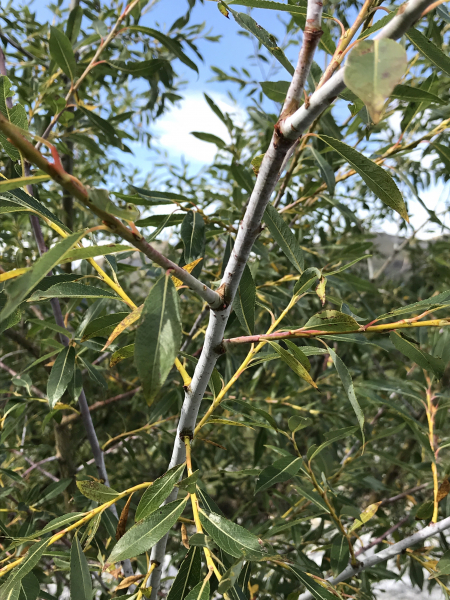 Pflanzenbild gross Reif-Weide - Salix daphnoides