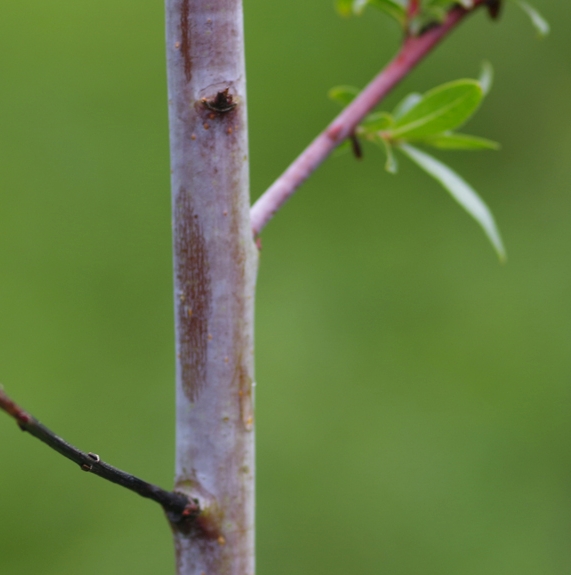 Pflanzenbild gross Reif-Weide - Salix daphnoides