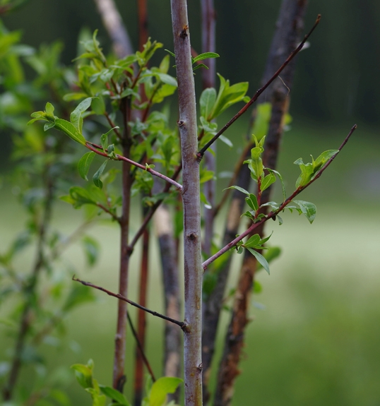 Pflanzenbild gross Reif-Weide - Salix daphnoides