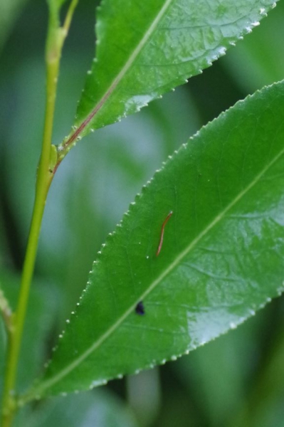 Pflanzenbild gross Lorbeer-Weide - Salix pentandra
