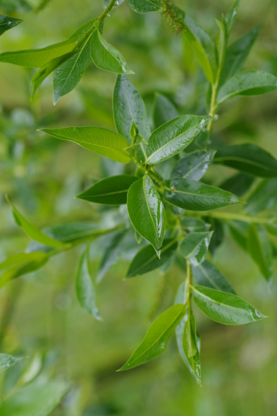 Pflanzenbild gross Lorbeer-Weide - Salix pentandra