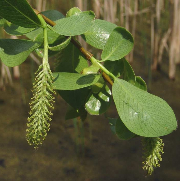Pflanzenbild gross Lorbeer-Weide - Salix pentandra
