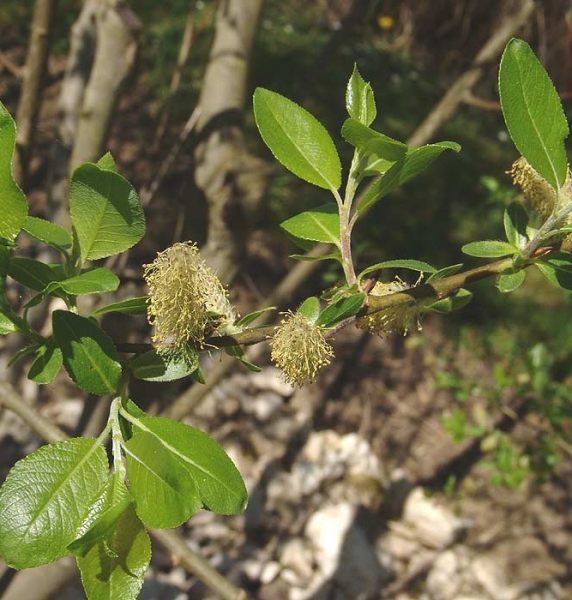 Pflanzenbild gross Lorbeer-Weide - Salix pentandra